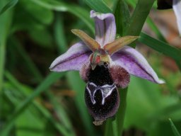 26_Ophrys_reinholdii